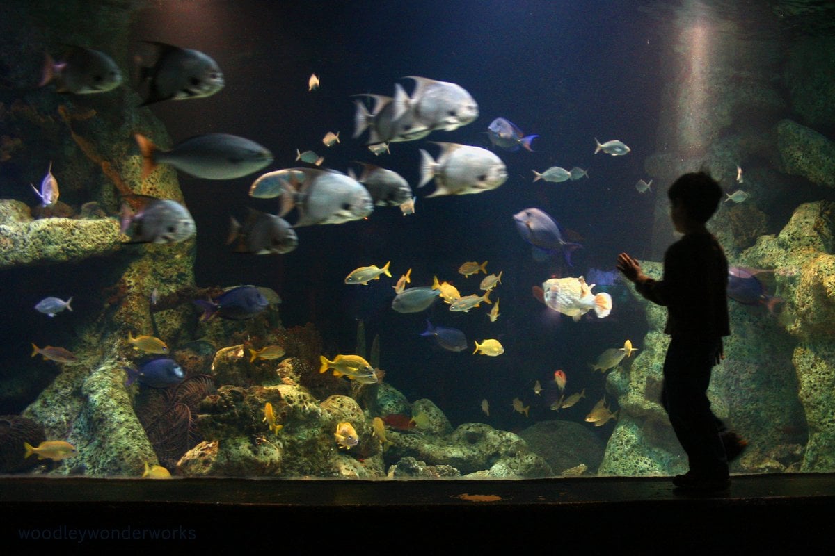 Oklahoma Aquarium - Gallery Image 2